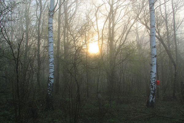 Утренний лес 2 мая.