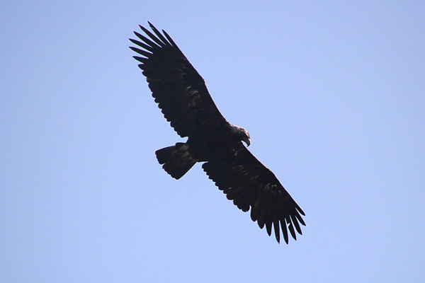 Чегемский орел — это птичка с размахом крыла не меньше 2 м.