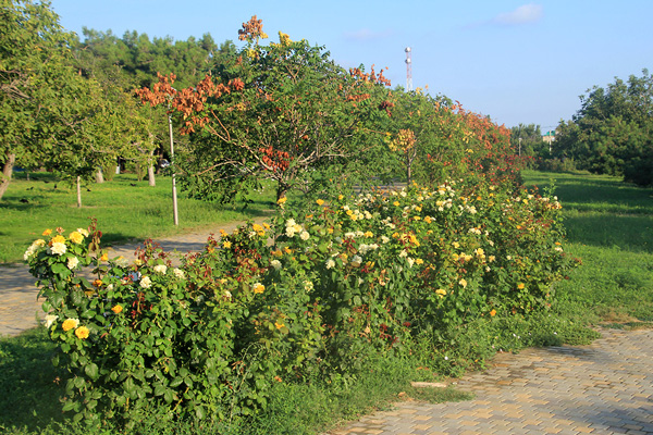 … а днем (или лучше утром пока не жарко) посмотреть на розы, за которыми внимательно ухаживают местные садовники.