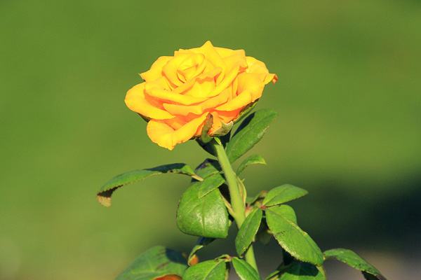 … а днем (или лучше утром пока не жарко) посмотреть на розы, за которыми внимательно ухаживают местные садовники.