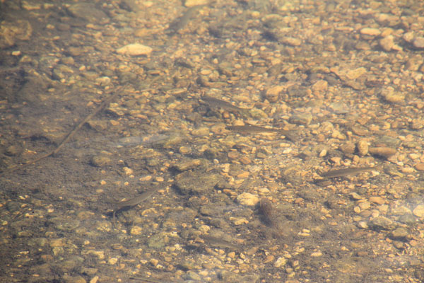 В реальности вода прозрачная, а на отмели у самого берега, где теплее, рыбки плавают.