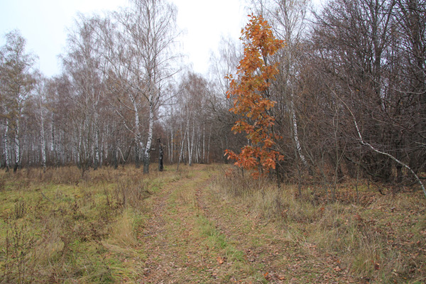 Ноябрьский лес в Вяжах.