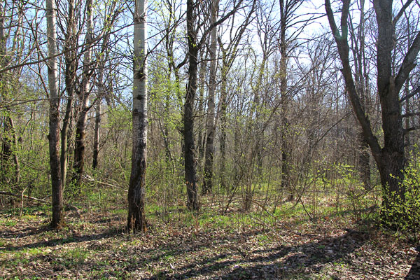 Вяжеский лес в день нашего приезда 28 апреля был еще голый — на деревьях едва появилась первая "зеленая дымка".