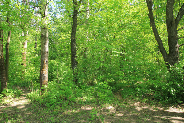 Заключительный снимок выезда — Вяжеский лес в день отъезда 9 мая.