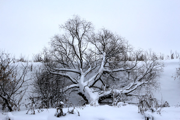 Дерево. Просто усыпаное снегом красивое раскидистое дерево.